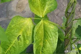 叶片发黄，生长缓慢，喷上这个药，最快第2天就变绿图片