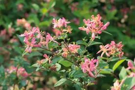 老中医爱养4种花，好养不说，还很“养人”图片