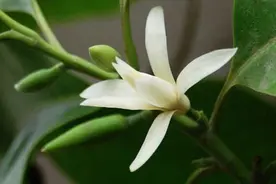 想要白兰花持续开花，花期的几个操作很重要，开花更多时间更久图片
