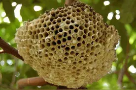 《本草精荟》：攻毒杀虫：蜂房的功效与应用图片