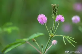 夏花（五十五）——蜂舞含羞草图片