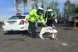 杏乡交警火速救助国家二级保护动物秃鹫图片