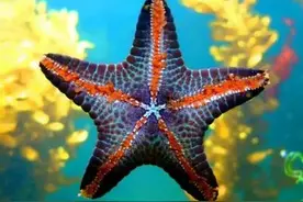 海星有多少条命？？你知道吗？图片