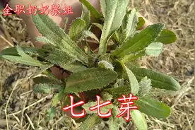 介绍一种带刺的野菜七七菜，它对身体有很多的好处，看完涨知识视频封面