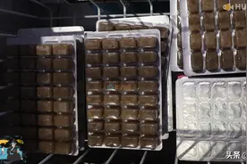 养鱼喂冰虫可以不解冻？荒唐！详解夏季喂食宠物鱼三大禁忌｜辟谣图片