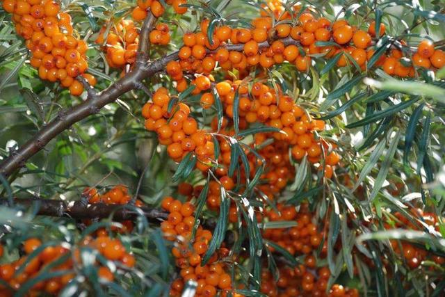 每100克沙棘，维生素C含量高达1100毫克！维生素C你了解多少？