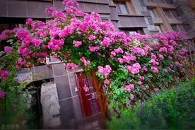 现在遇到5种花，请绕道走，管不住手就上当了图片