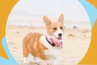 寄养柯基竟被活活打死，网友怒了图片