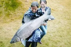 为什么青鱼有“鬼鱼”、“索命鱼”之称？很多人不清楚缘由图片