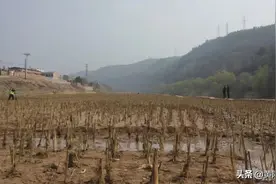 黄陵：芦苇栽植为碧水蓝天建绿色屏障图片