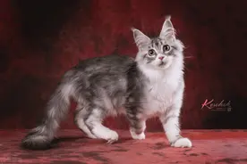 缅因猫纯不纯，看这5点就知道，串串装不出来图片