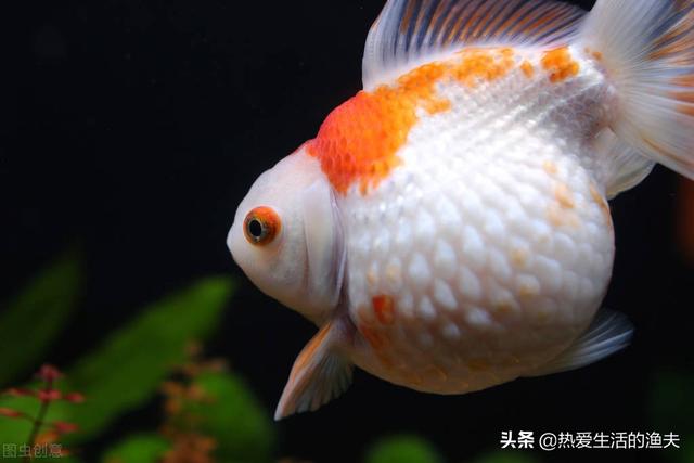 金鱼鳞片掉了露肉