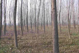 邻居地里种树，影响自家粮食该如何？农田能种树么？图片