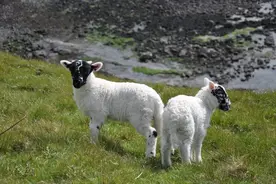 真实案例：发病急、死亡快！魏氏梭菌病到底是什么病？图片