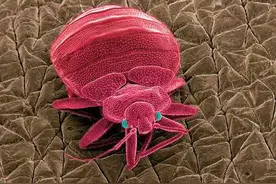 床虱最怕什么东西怎么消灭，床虱怎么出现在家里的？图片