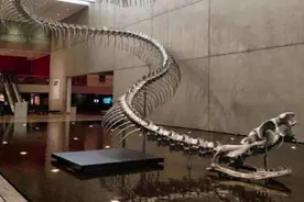 一个人被蟒蛇吞进肚子里，手里有刀，为什么也无法破腹逃出来图片