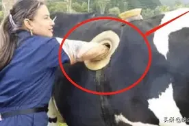 为什么饲养员要在奶牛身上挖个洞？还经常伸手去掏图片