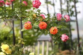 保姆级教程｜手把手带你玩转月季全年养护图片