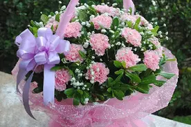 盆栽康乃馨，掐一个枝子就能活，花团锦簇年年开花，祝福母亲节图片
