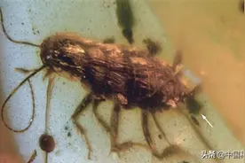 琥珀化石藏“小强”丨昆虫与肠道微生物间的共生关系可以追溯到近一亿年之前图片
