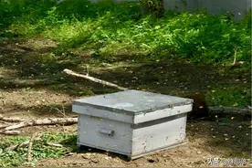 进入分蜂期，雄蜂具体怎么灭？告诉你2个方法，蜜蜂质量越来越好图片