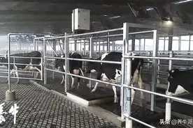 牛以群分｜为何分，如何分，谁来分图片