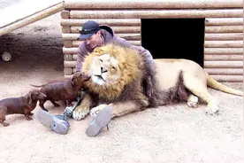 为什么只有大型的猫科动物，而没有大型犬科动物？图片