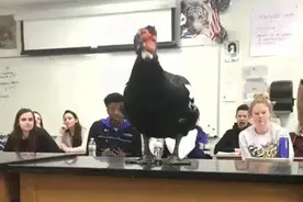 这生物课太刺激了图片
