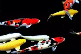 锦鲤鱼池过滤系统及鱼池养护要点图片