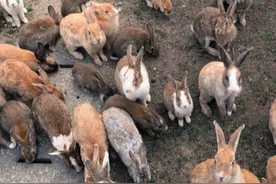 澳大利亚野兔肆虐，人兔大战持续150多年，结果人类完败图片