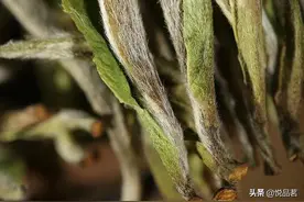 荒野白茶到底好在哪里？福鼎荒野白茶跟普通白茶有什么区别？图片
