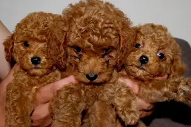 你可能买到“假狗”了！泰迪纯不纯，还是得看这5点图片