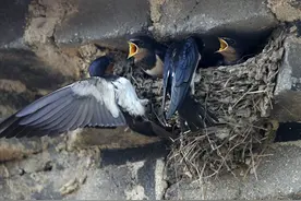 为什么燕子喜欢在人类屋檐下筑巢？寓意是好是坏？图片