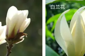 茉莉花茶里掺杂了白兰花，是不是就不纯了？图片
