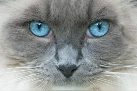 猫咪眼睛突然分泌物变多，结膜炎到底是什么原因引起的？图片