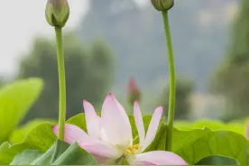 今日夏至丨向阳而立图片