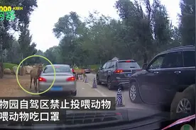曝光！北京野生动物园游客疑给动物喂口罩，被及时制止图片