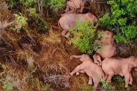 徒步1300公里，“北漂”大象终于回家，但专家肯定，再次北上只是时间问题，未来怎么办？图片