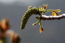 门前的核桃树图片