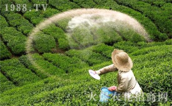 新型肥料鱼蛋白为何如此受欢迎？鱼蛋白肥料究竟有什么作用呢？