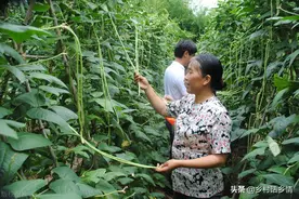 老菜农总结出种菜“顺口溜”，太实用，想种好菜有必要学一学图片