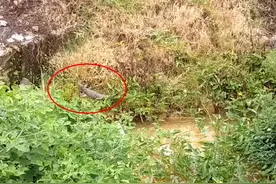 又一条！湛江男子郊外钓鱼遭遇鳄鱼，近距离拍照后，鳄鱼受惊逃走图片