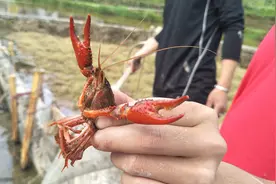 锦屏偶里乡小龙虾火了，现场直拍抓虾整个过程，有趣又好玩图片