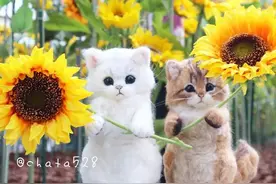 还记得这位大大做的羊毛毡猫猫嘛~这也太可爱了吧图片