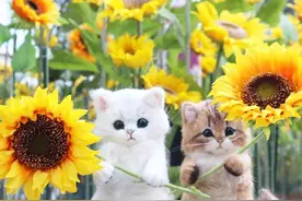 还记得这位大大做的羊毛毡猫猫嘛~这也太可爱了吧图片