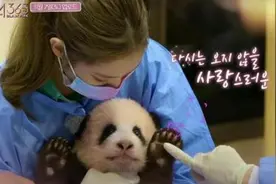 韩国女团成员违规接触熊猫幼崽，节目停播图片