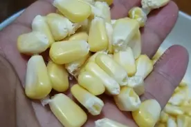 自制天然素饵（全集）图片