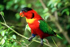 买了只鹦鹉被判刑？真的！图片