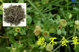 「药师说药」过目不忘的鼻炎良药——鹅不食草图片