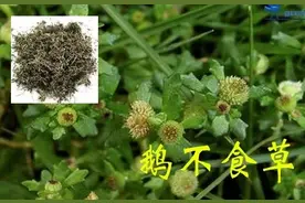 「药师说药」过目不忘的鼻炎良药——鹅不食草图片